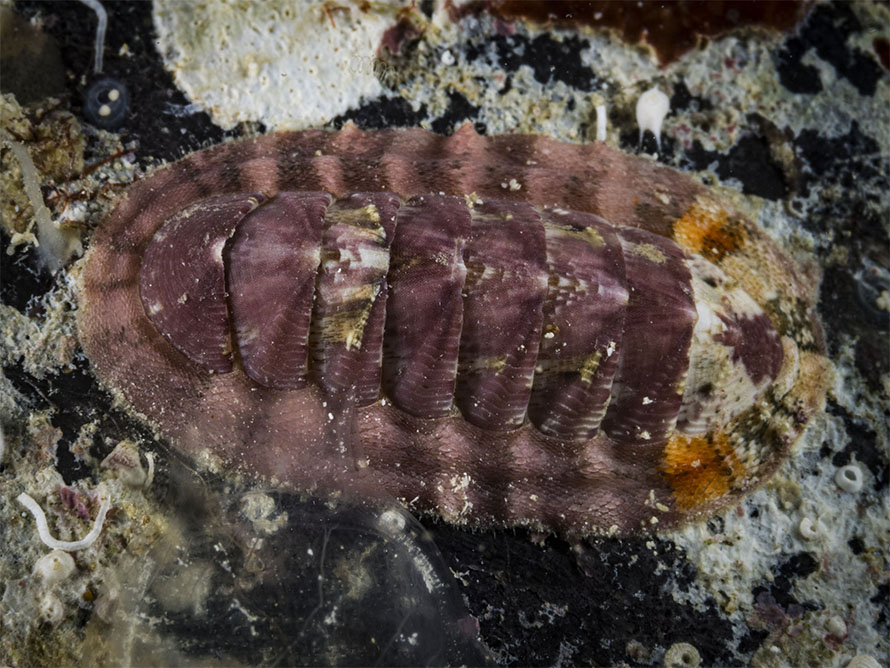 Tegulaplax sp. A
